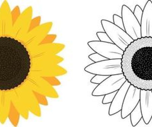 sunflower-illustration-on-white-background-free-free-vector